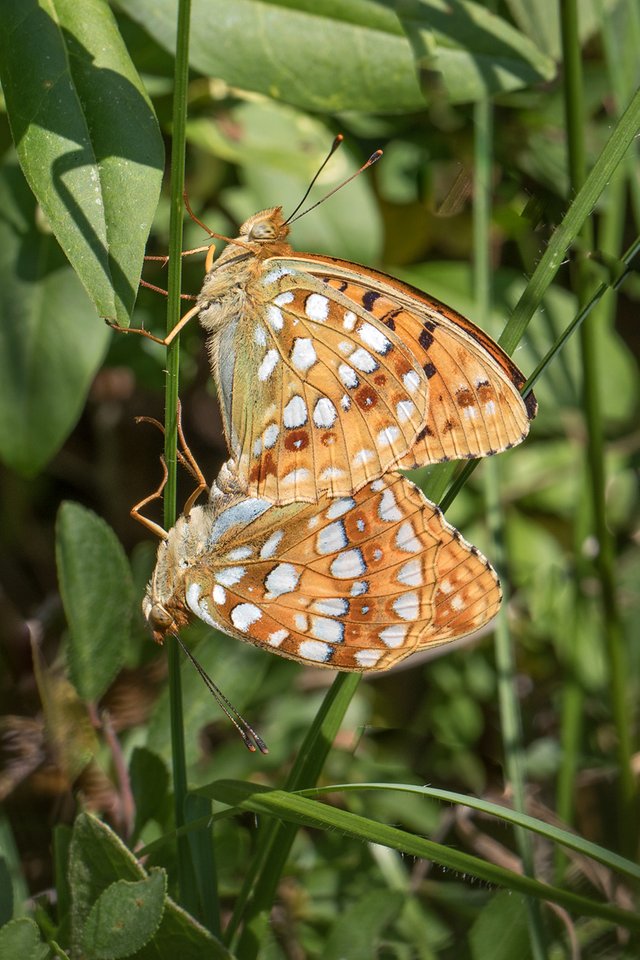 Feurige Perlmutterfalter (Argynnis adippe)_CI4A0266-BF.jpg