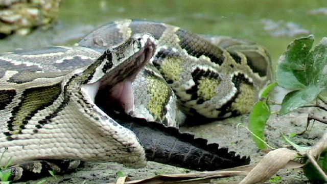 python alligator.jpg