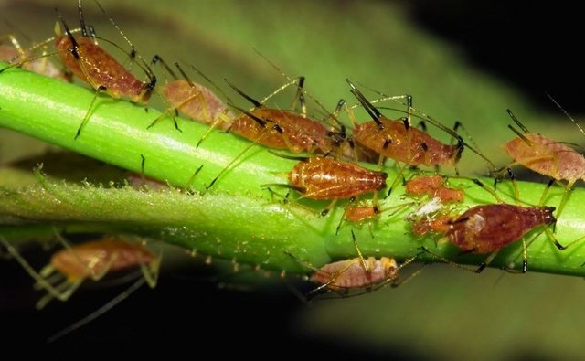 animal-insect-invertebrate-mosquito-grasshopper-cockroach-cricket-inse.jpg