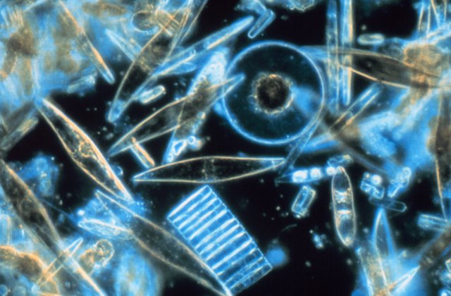 Diatoms_through_the_microscope.jpg