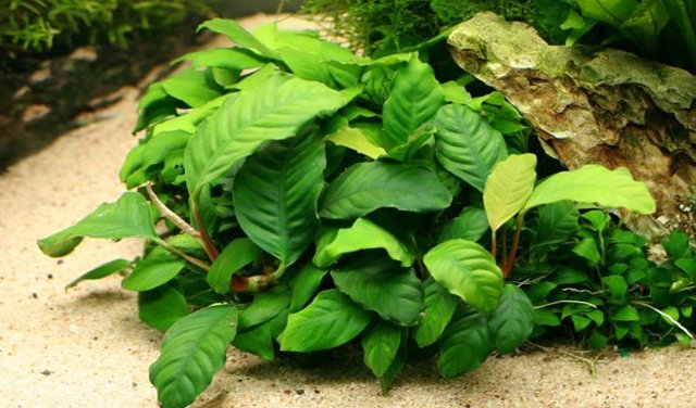 Anubias-Coffeefolia.jpg