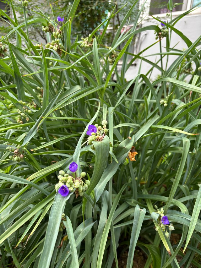 IMG_6832.jpeg