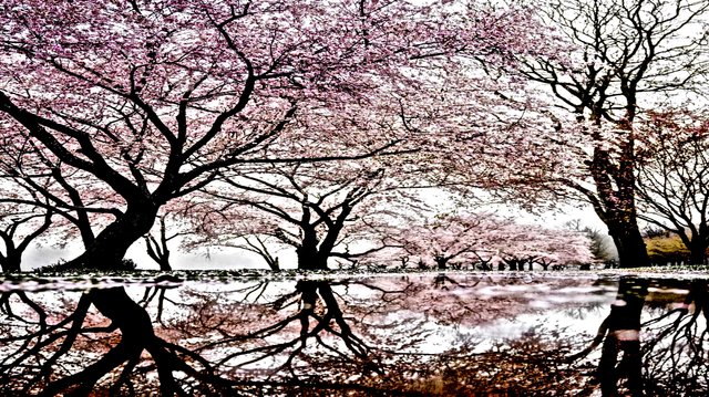 blossom_tree_reflection_puddle_spring-1410038.jpg!d.jpg
