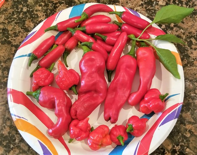 peppers (2).jpg