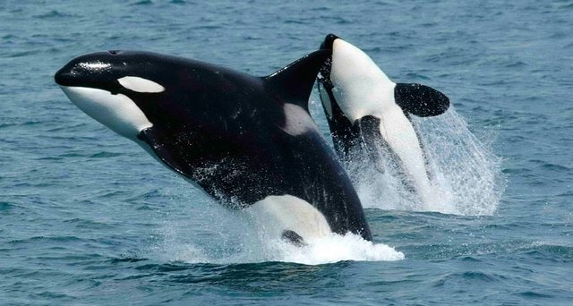 informacion-basica-sobre-las-orcinus-orca.jpg
