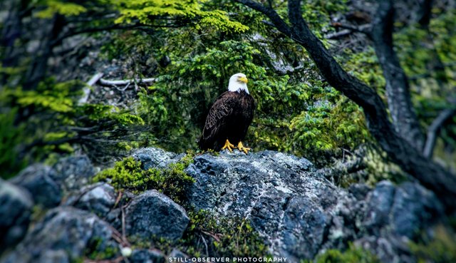 Eagle Perched.jpeg