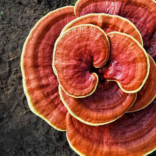 ganoderma_04.jpg