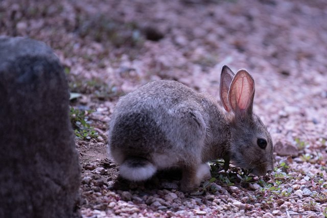 MikeBryantPhotography-BunnieFooFoo-6.jpg