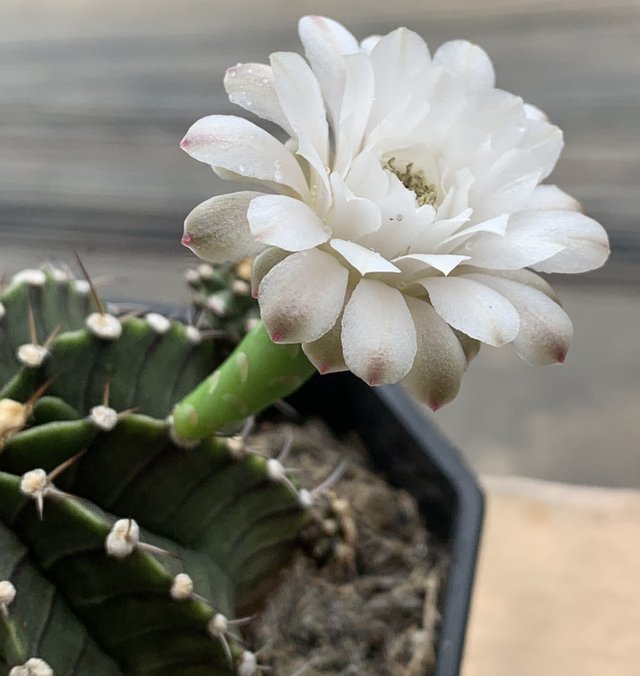 cacti6.jpg