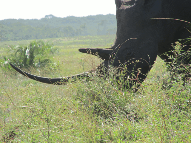 Majestic Rhino.png