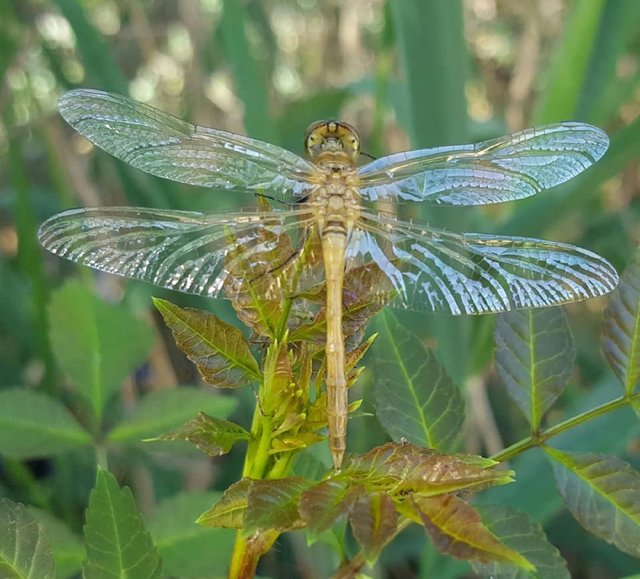 Dragonfly.jpg