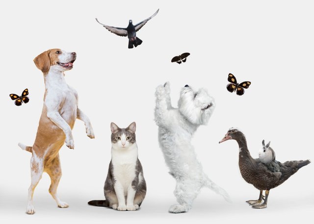 cute-animals-group-white-background.jpg