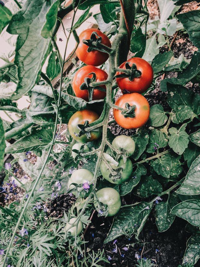 tomatoes-5.jpg