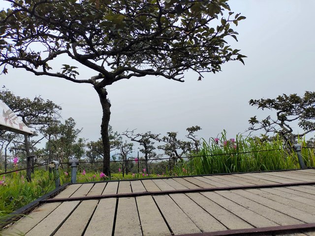 Chaiyaphum60.jpg
