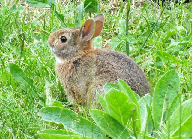 0679-Bunny4.jpg