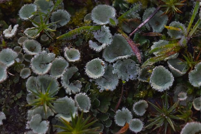 lichen cups waterdrops macro 3.jpg