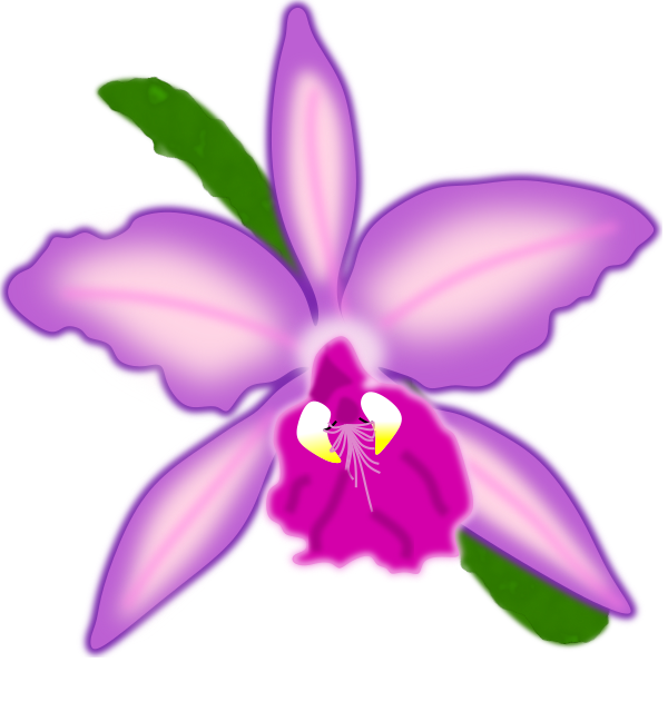 Orchid Drawing /// Dibujo Orquídea — Steemit