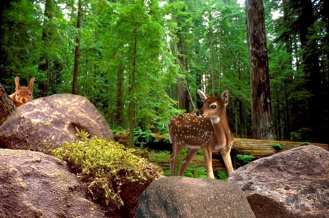 nature-1301305_1280.jpg