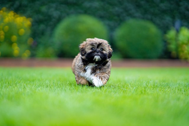 shih-tzu-5538105_1280.jpg