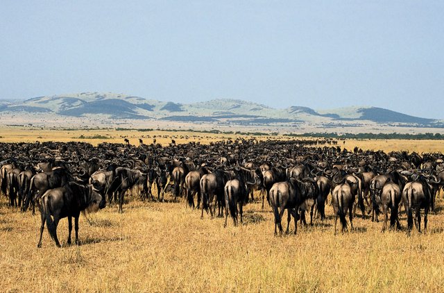 tanzania park.jpg