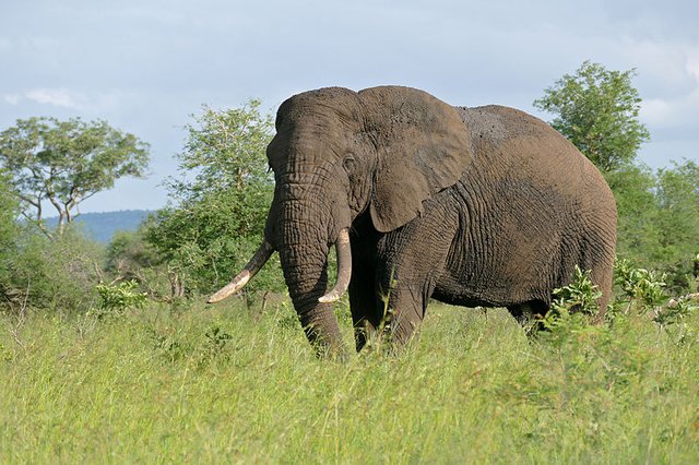 African_Elephant_(Loxodonta_africana)_(16478278169).jpg