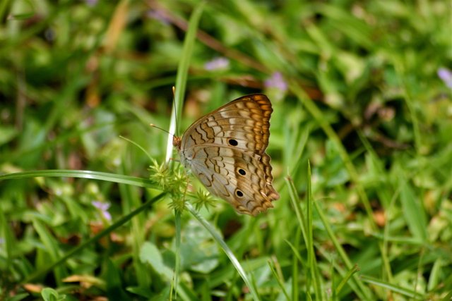 butterfly 1-7.jpg