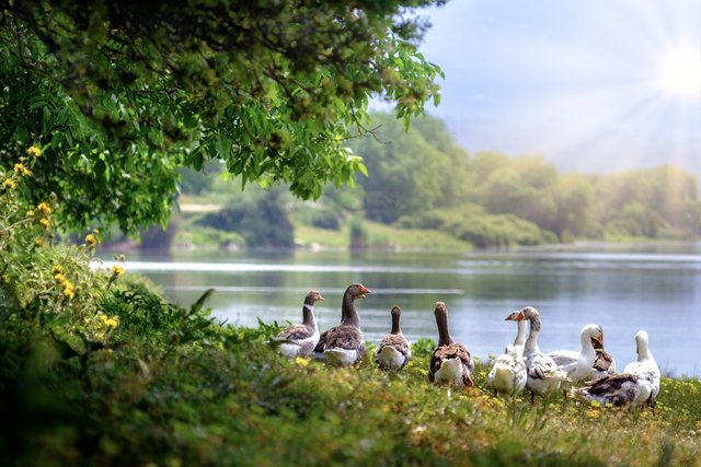 wild-geese-3379677_1280.jpg