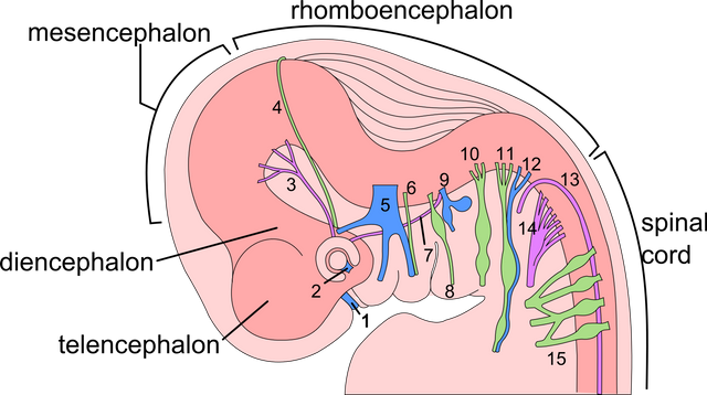 6_week_human_embryo_nervous_system.svg.png