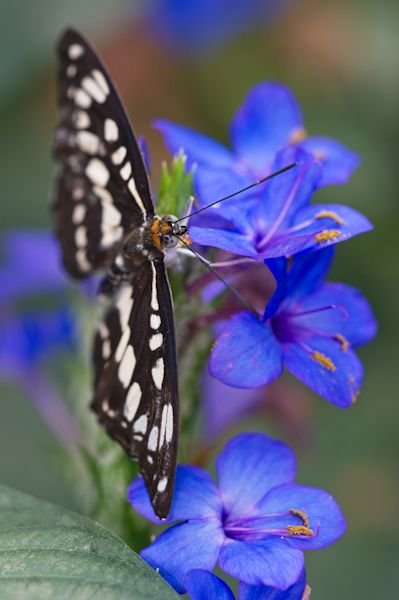 Stratford Butterfly Farm (1).jpeg