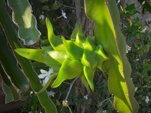 dragon fruit3.jpg