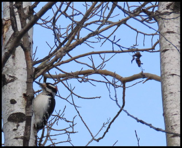 Downy Woodpecker on poplar tree.JPG