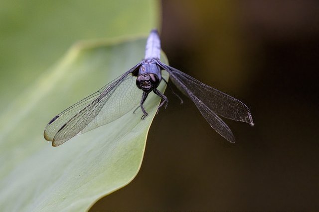 dragon-fly-8105990_1280.jpg