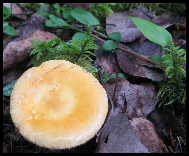glossy yellow mushroom.JPG
