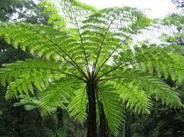 cyathea-cooperi.jpg