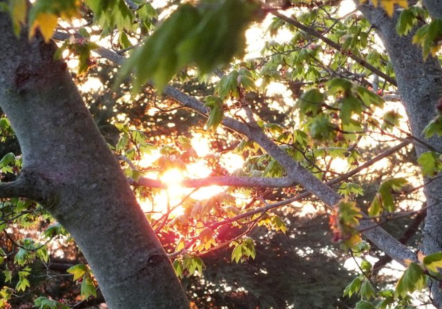 x892-SunnyTrees.JPG