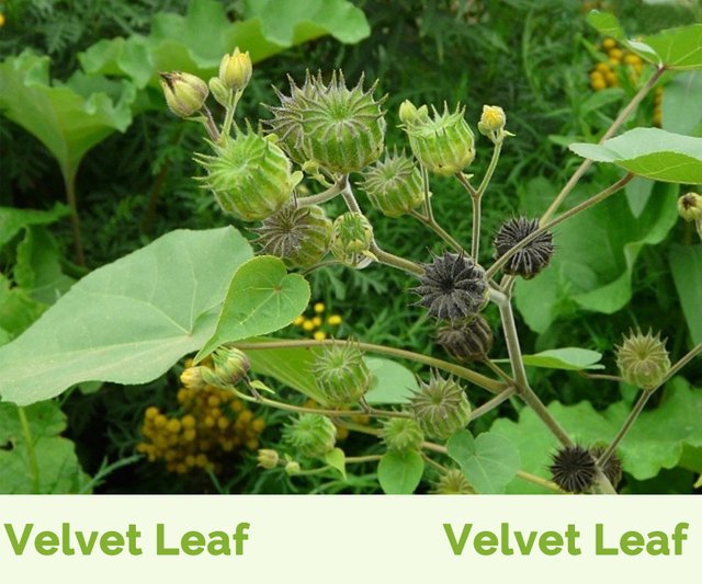 Velvet leaf.jpg