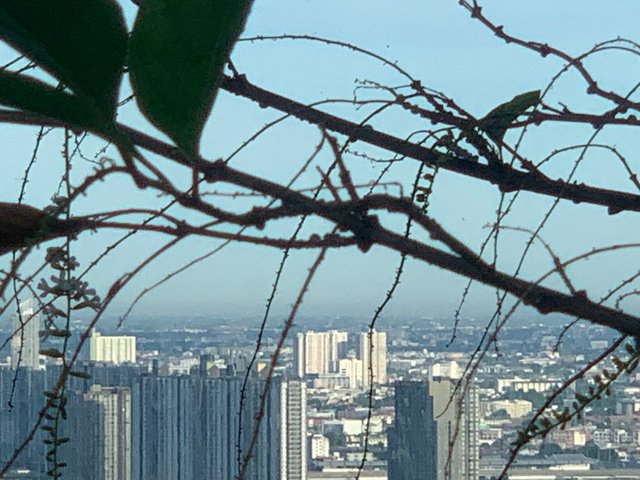 trees and buildings3.jpg