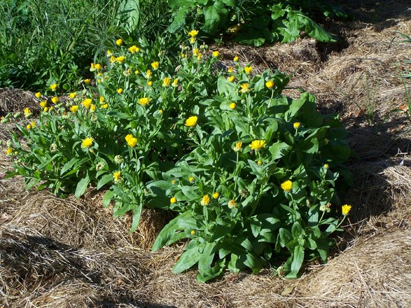 Big garden - calendula crop September 2019.jpg