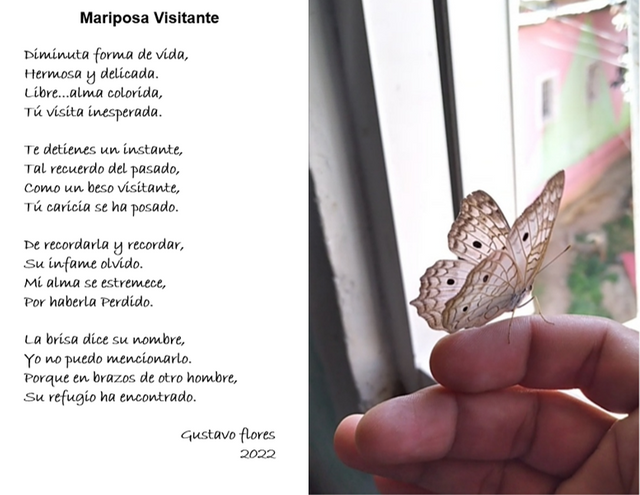 mariposa visitante.png