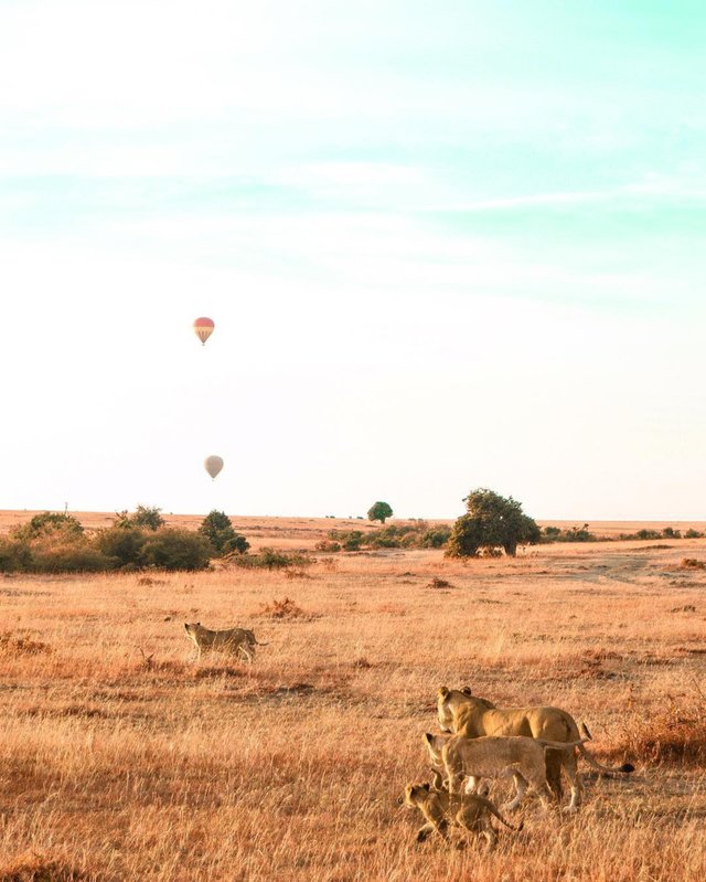 Lions And Hot air balloons.jpg