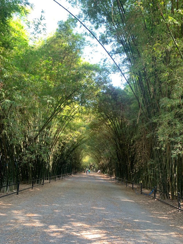 Bamboo Tunnel21.jpg
