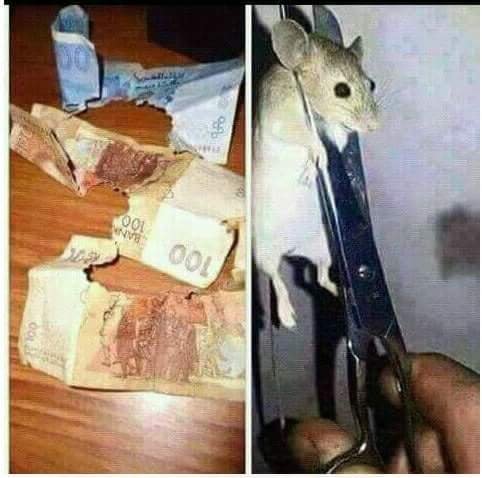 rats and currency.jpg