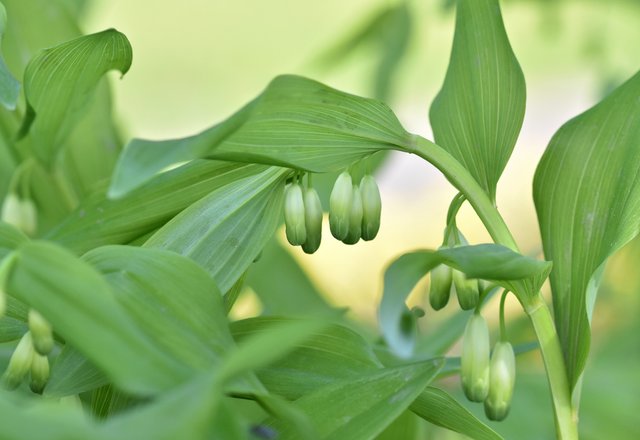 Polygonatum multiflorum 1 konwalia.jpg