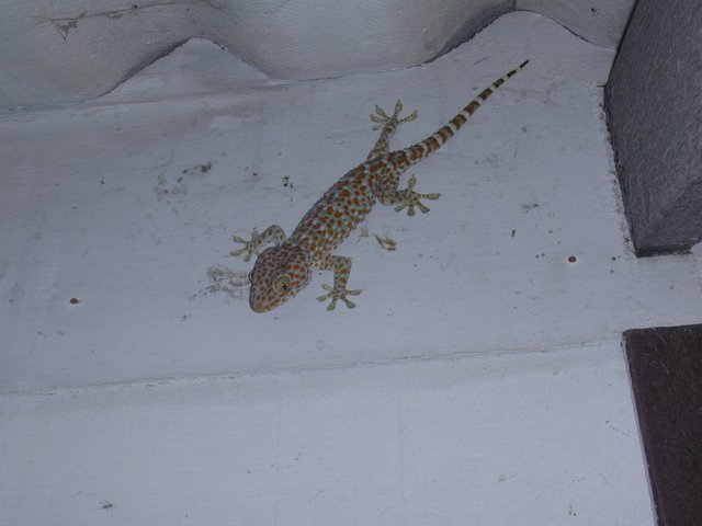 Gecko 13.JPG