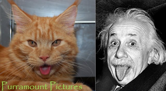 If Einstein was a cat.jpg