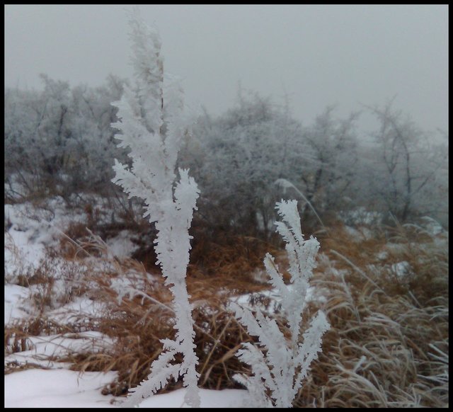 hoar frost on grass in foreground bushes in background.JPG