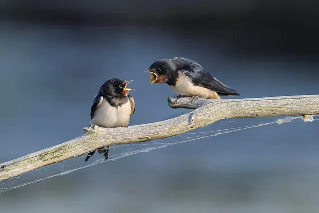 barn-swallow-8097199_1280.webp