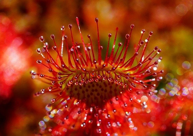 sundew-3528465_640.jpg