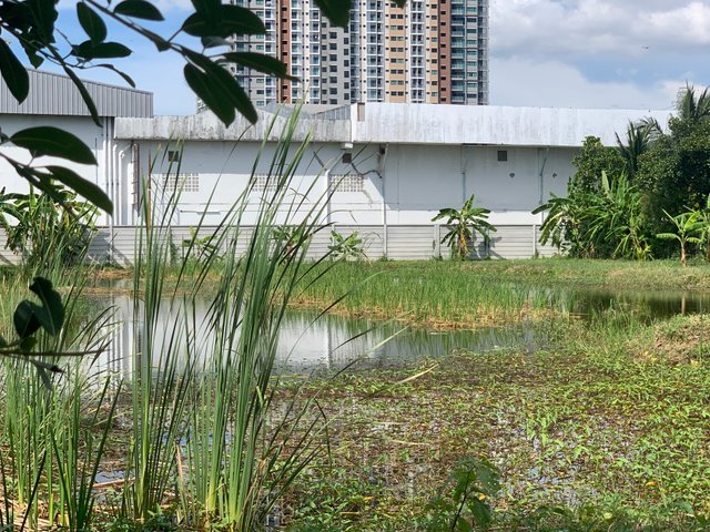 nature104.jpg