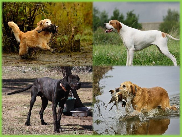 dog breeds for hunting.jpg